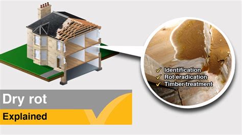 dry rot treatment screwfix